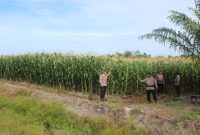 Peninjauan langsung tanaman jagung oleh Sat Brimob Polda Kalteng.