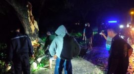 Foto: Pohon tumbang di Jalan Raya Jati-Randublatung, mengakibatkan kemacetan.