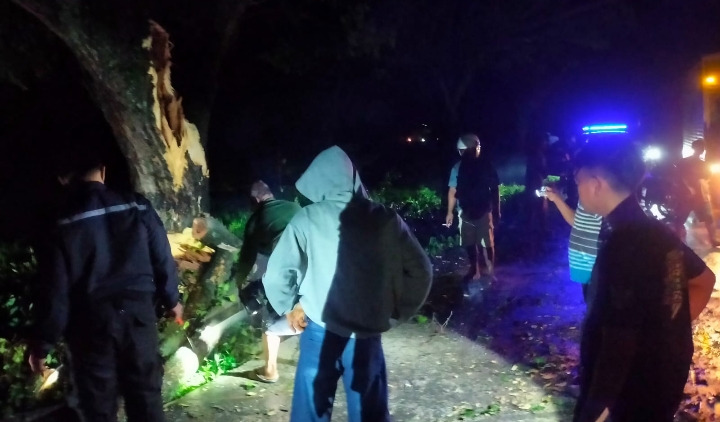 Foto: Pohon tumbang di Jalan Raya Jati-Randublatung, mengakibatkan kemacetan.