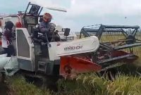Combine Harvester saat memanen padi.