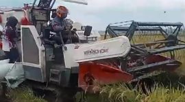Combine Harvester saat memanen padi.