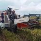 Combine Harvester saat memanen padi.