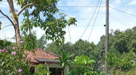 Lokasi foto: Kp Maja, Desa Cikeusal, Kecamatan Bantar Panjang, Kabupaten Serang, Banten.