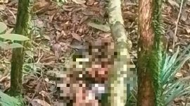 Foto: korban pembunuhan oleh KKB diblur.