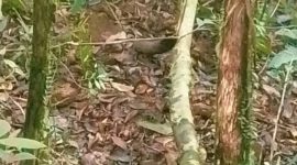 Korban pembunuhan oleh KKB diblur.