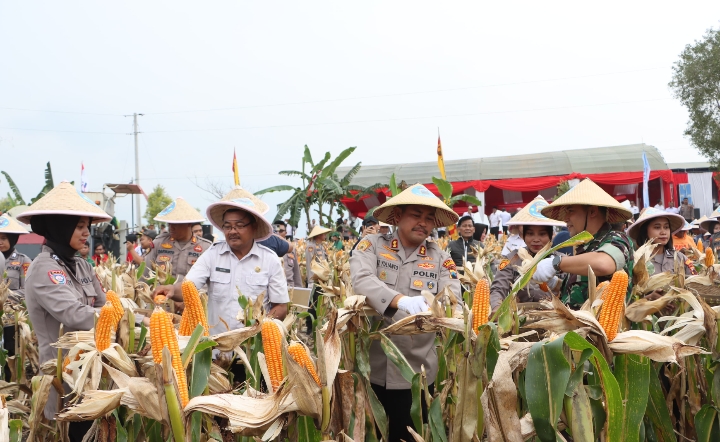 Kapolres Grobogan, AKBP Ike Yulianto, saat memanen jagung di lahan seluas 274 hektare, pada Rabu (16/4/2025).