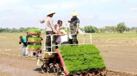 Komandan Kodim 0718/Pati, Letkol Inf Jon Young Saragi, S.Sos., M.I.P., saat mengikuti kegiatan tanam padi di sawah.