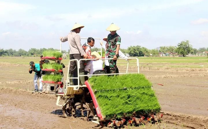 Komandan Kodim 0718/Pati, Letkol Inf Jon Young Saragi, S.Sos., M.I.P., saat mengikuti kegiatan tanam padi di sawah.