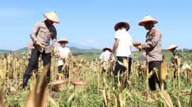 Kapolres Demak AKBP Ari Cahya Nugraha, saat memimpin kegiatan panen jagung di kawasan hutan.