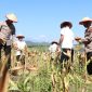 Kapolres Demak AKBP Ari Cahya Nugraha, saat memimpin kegiatan panen jagung di kawasan hutan.