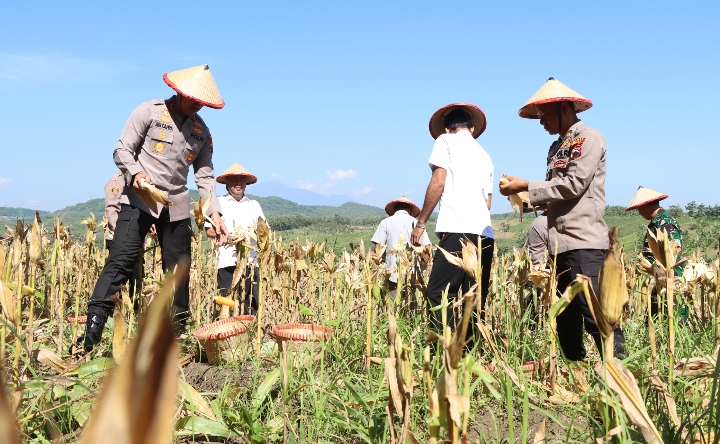 Kapolres Demak AKBP Ari Cahya Nugraha, saat memimpin kegiatan panen jagung di kawasan hutan.