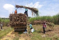 Petani tebu saat melakukan kegiatan panen kedua program Agroforestry Tebu Mandiri (ATM) di petak 62F Resort Pemangkuan Hutan (RPH) Pekuwon, BKPH Bandung, KPH Purwodadi.
