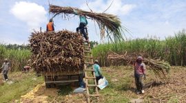 Petani tebu saat melakukan kegiatan panen kedua program Agroforestry Tebu Mandiri (ATM) di petak 62F Resort Pemangkuan Hutan (RPH) Pekuwon, BKPH Bandung, KPH Purwodadi.