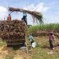 Petani tebu saat melakukan kegiatan panen kedua program Agroforestry Tebu Mandiri (ATM) di petak 62F Resort Pemangkuan Hutan (RPH) Pekuwon, BKPH Bandung, KPH Purwodadi.