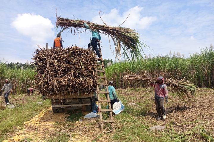 Petani tebu saat melakukan kegiatan panen kedua program Agroforestry Tebu Mandiri (ATM) di petak 62F Resort Pemangkuan Hutan (RPH) Pekuwon, BKPH Bandung, KPH Purwodadi.