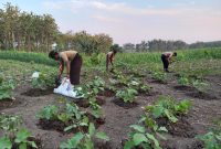 Pramuka Saka Wanabakti binaan Perum Perhutani KPH Purwodadi Kwartir Cabang Grobogan saat melaksanakan kegiatan penanaman tumbuhan koro pedang (Canavalia ensiformis) di petak 129B Resort RPH Tambakselo, Bagian Kesatuan Pemangkuan Hutan (BKPH) Karangasem.