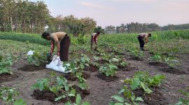Pramuka Saka Wanabakti binaan Perum Perhutani KPH Purwodadi Kwartir Cabang Grobogan saat melaksanakan kegiatan penanaman tumbuhan koro pedang (Canavalia ensiformis) di petak 129B Resort RPH Tambakselo, Bagian Kesatuan Pemangkuan Hutan (BKPH) Karangasem.