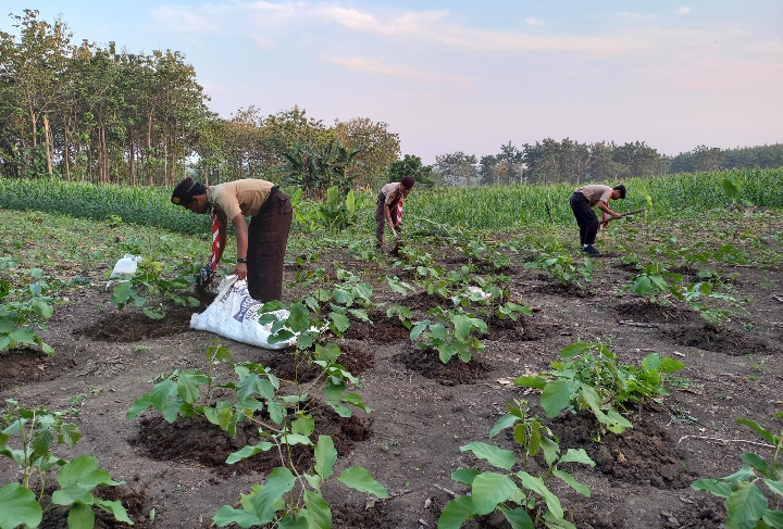 Pramuka Saka Wanabakti binaan Perum Perhutani KPH Purwodadi Kwartir Cabang Grobogan saat melaksanakan kegiatan penanaman tumbuhan koro pedang (Canavalia ensiformis) di petak 129B Resort RPH Tambakselo, Bagian Kesatuan Pemangkuan Hutan (BKPH) Karangasem.