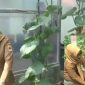 Kades Geyer, Hj Sri Budiyati bersama perangkat desa, saat mendatangi green house buah melon.