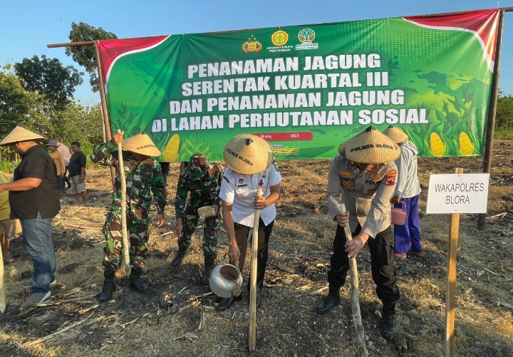 Polres Blora bersama Forkopimda Blora tanam jagung bersama petani.
