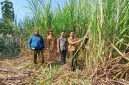 Perhutani KPH Gundih saat panen raya perdana Tebu Agroforestry Mandiri di petak 71c.