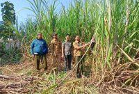 Perhutani KPH Gundih saat panen raya perdana Tebu Agroforestry Mandiri di petak 71c.
