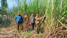 Perhutani KPH Gundih saat panen raya perdana Tebu Agroforestry Mandiri di petak 71c.