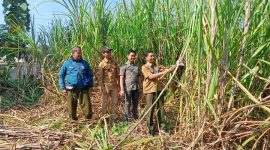 Perhutani KPH Gundih saat panen raya perdana Tebu Agroforestry Mandiri di petak 71c.