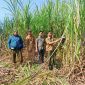 Perhutani KPH Gundih saat panen raya perdana Tebu Agroforestry Mandiri di petak 71c.