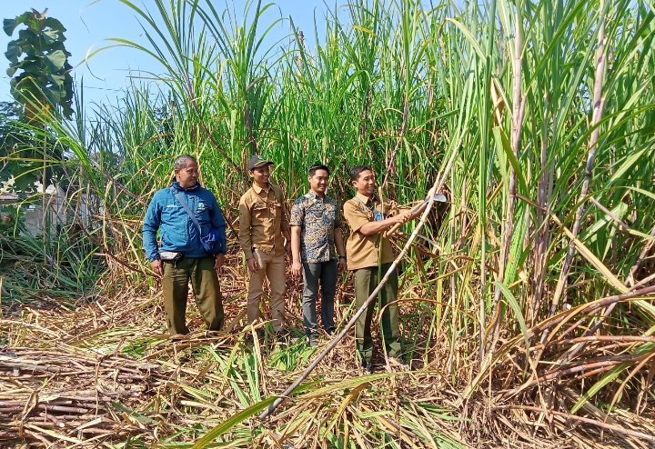 Perhutani KPH Gundih saat panen raya perdana Tebu Agroforestry Mandiri di petak 71c.