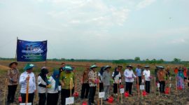 Menteri Desa PDTT bersama Bupati Blora dan jajarannya saat menanam jagung secara simbolis.