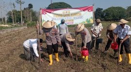 Wakapolres bersama jajarannya, saat menanam jagung di lahan ponpes Darul Faqih.