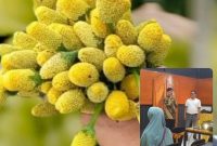 Tampilan bunga Jotang, dan suasana edukasi budidaya bunga Jotang.