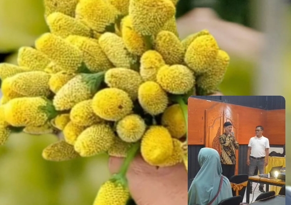 Tampilan bunga Jotang, dan suasana edukasi budidaya bunga Jotang.