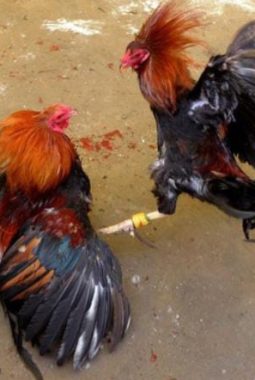 berita-rekomendasi-foto