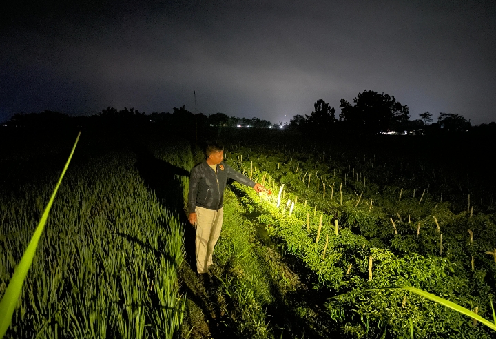 Lokasi TKP pencurian cabai.